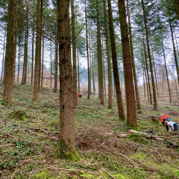 Lichter Douglasienaltbestand mit Brombeerbedeckung