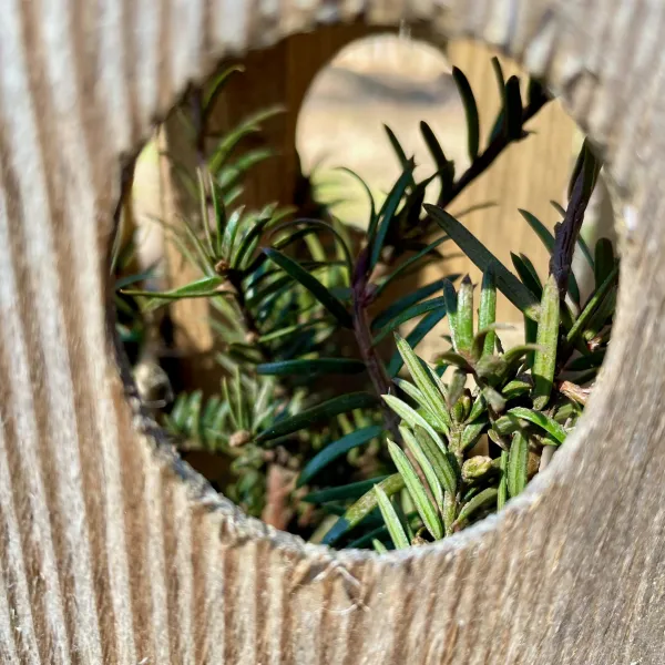 Kleine Eibe hinter einem Lichtfenster eines Verbissschutzes