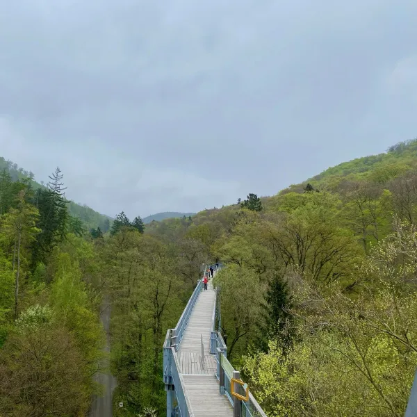 Ein Pfad im Waldwipfelpfad führt auf Kronenhöhe in den Wald