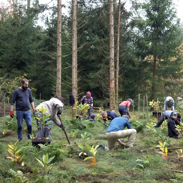 Naturnaher Waldumbau im Ebersberger Forst mit Esskastanie