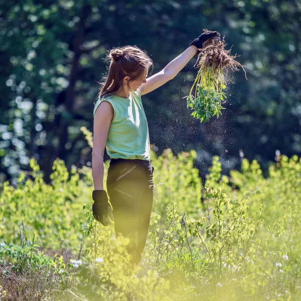 Freiwillige hält eine Lupine mit Wurzel an ihrem ausgestrecktem Arm