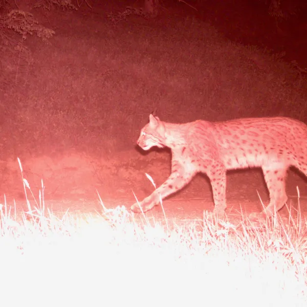 Ein Luchs läuft des nachgts von rechts ins Bild