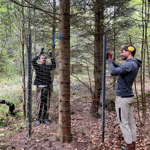 Zwei Freiwillige befestigen einen Drahtgeflecht an Z-Profilpfosten
