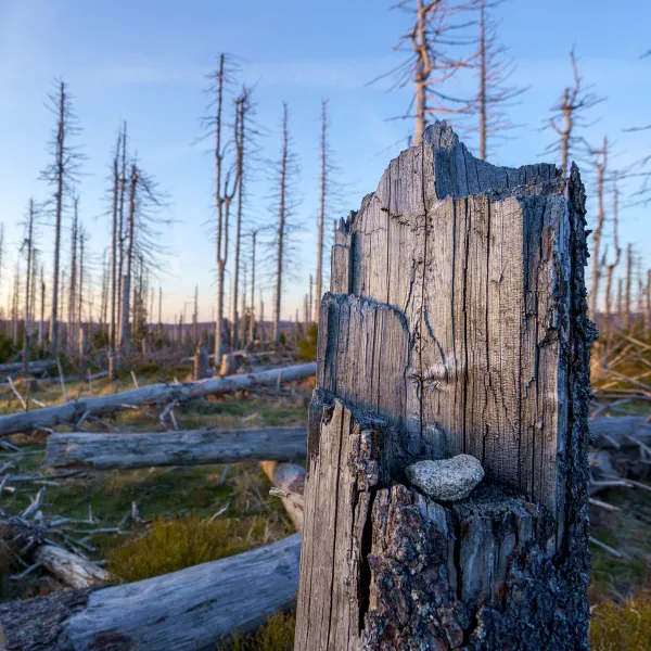 toter Wald im Harz