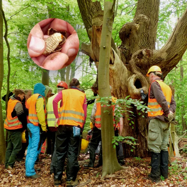 Eine Menschgruppe steht um eine alte Eiche herum