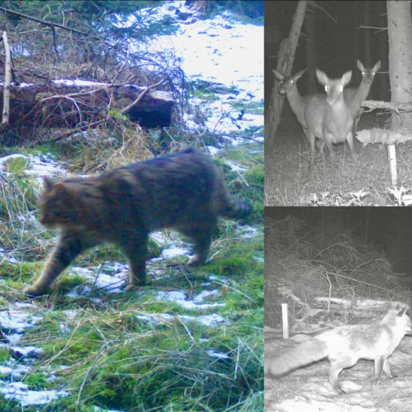 Collage mit Bildern von Hase, Fuchs, Wildkatze und Rotwild