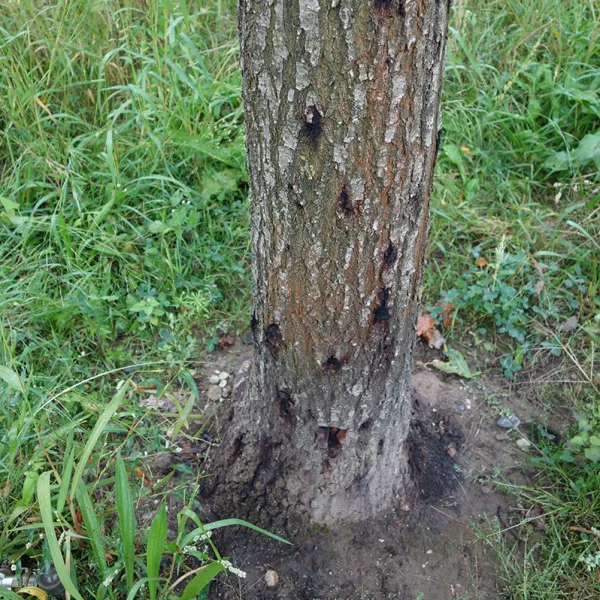 Bakterien am Stamm einer Traubeneiche bilden Schleimfluss