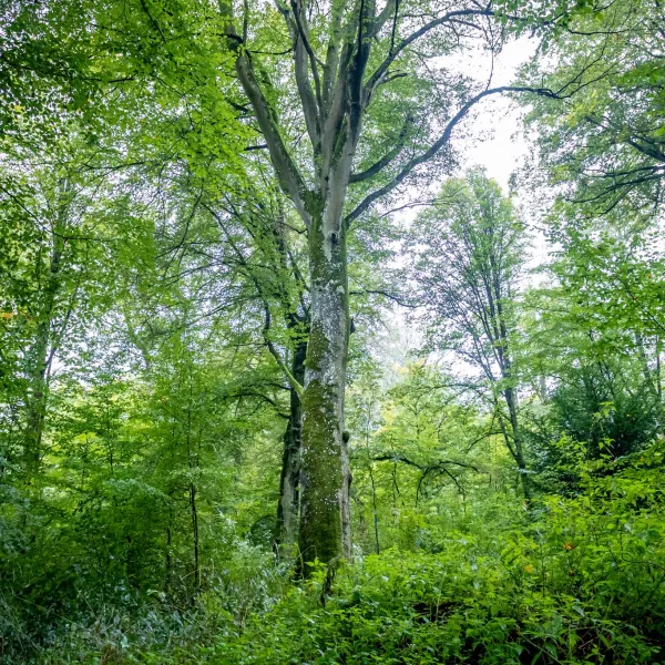 bwp_Blog_Bannwaldbereich Schönbuch