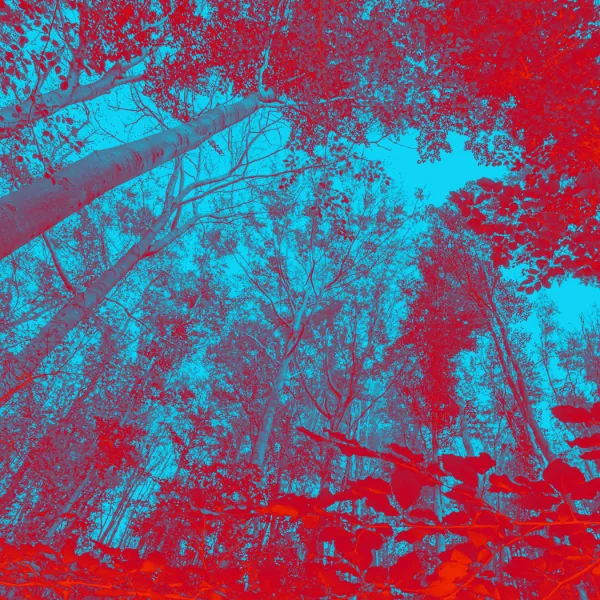 rot eingefärbter Blick von unten in Baumkronen