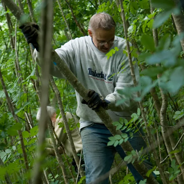 Eine Person entnimmt einen Baum im Wald zugunsten einer Esche
