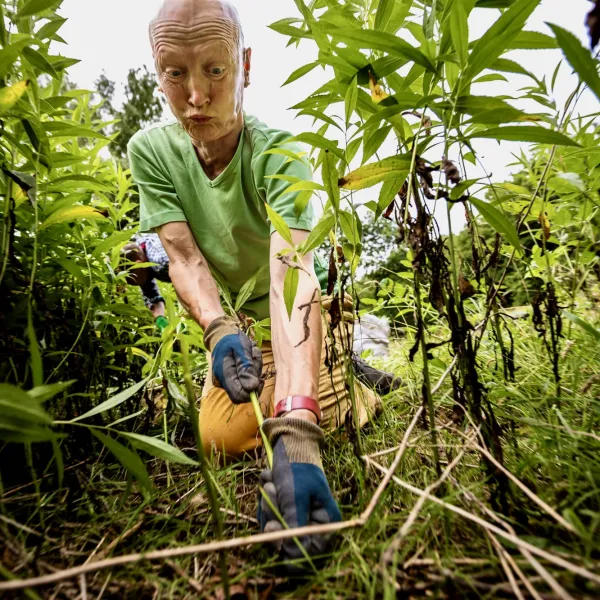 Ein knient in der Krautschicht und zieht an einer Pflanze