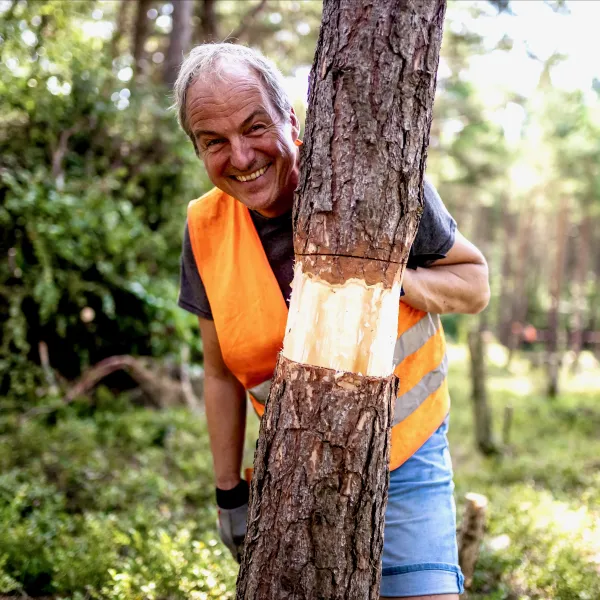 Mann steht hinter einem geringelten Kiefernstamm und grinst