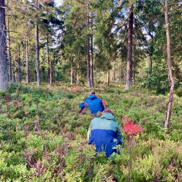Mehrere Menschen sitzen hintereinander in der Hocke in den Heidelbeeren.