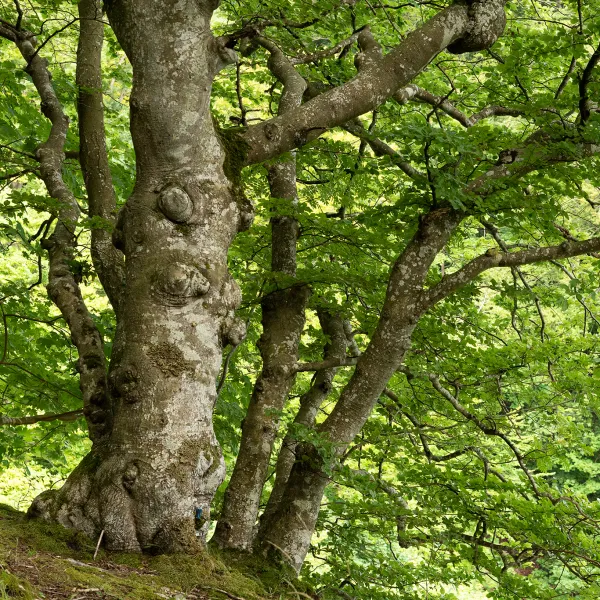 eine alte Buche im Laubwald