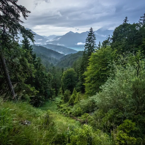 Blick in eine verwunschene Waldlandschaft