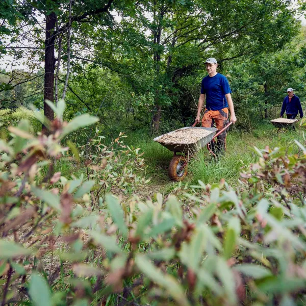 Im Vordergrund Gagelsträucher, im Bilderhintergrund ein Mann mit Schubkarre