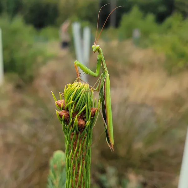 Gottesanbeterin auf Nadelsetzling