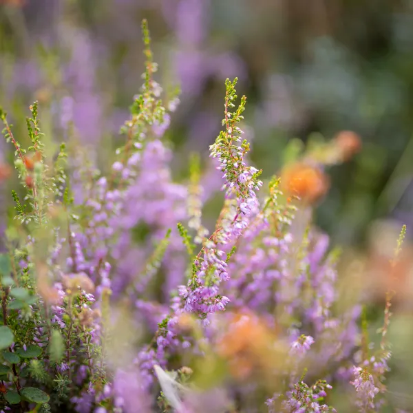 Nahaufnahme einer violetten Heidepflanze