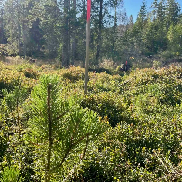 Eine kleine Spirke steht in einer offenen Moorlandschaft