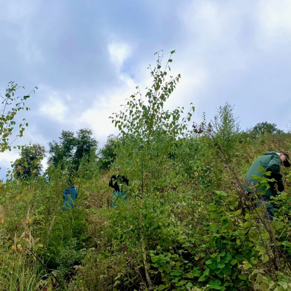 Ein sanfter Hügel mit Laubwalddickungen, darin verschwinden einige Menschen