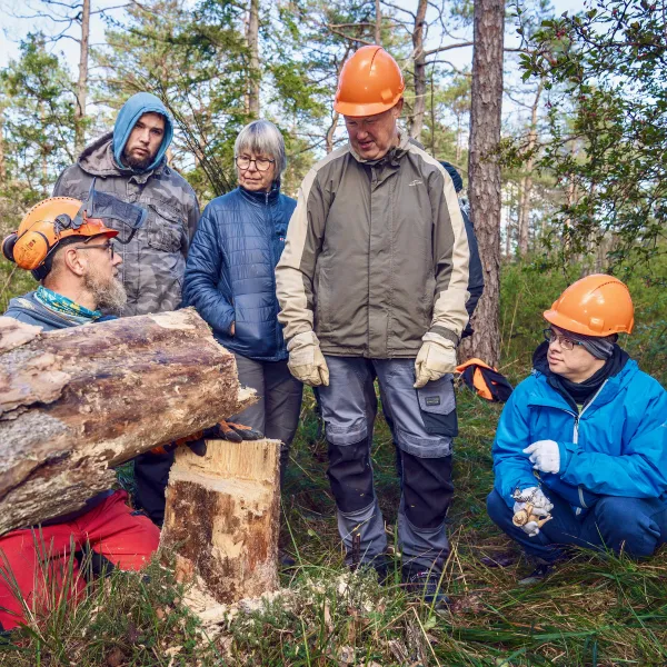 Mehrere Menschen mit und ohne Schutzhelm stehen und knien um eine gefällte Kiefer