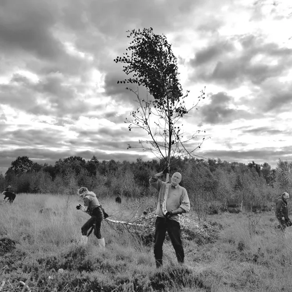 Ein Mann stemmt einen Birkenstamm in einer Heidelandschaft in die Höhe