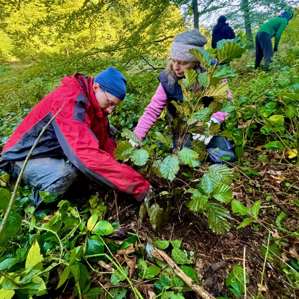 Zwei knieende Menschen und eine großblättrige junge Erle