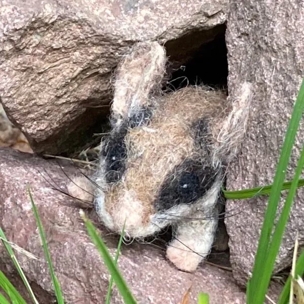 ein Filzgartenschläfer sitzt in einer Steinhöhle