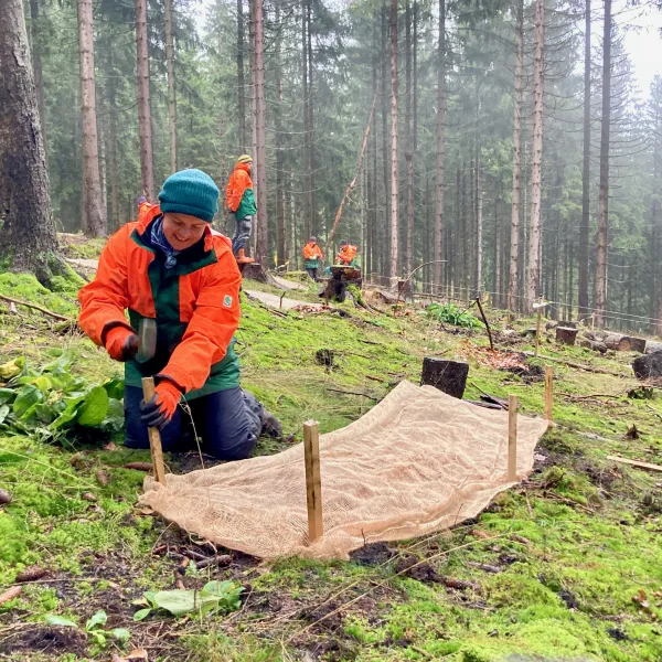 Frau hämmert Spannpfosten an einer Ecke eines Jutegewebes in den moosigen Waldboden