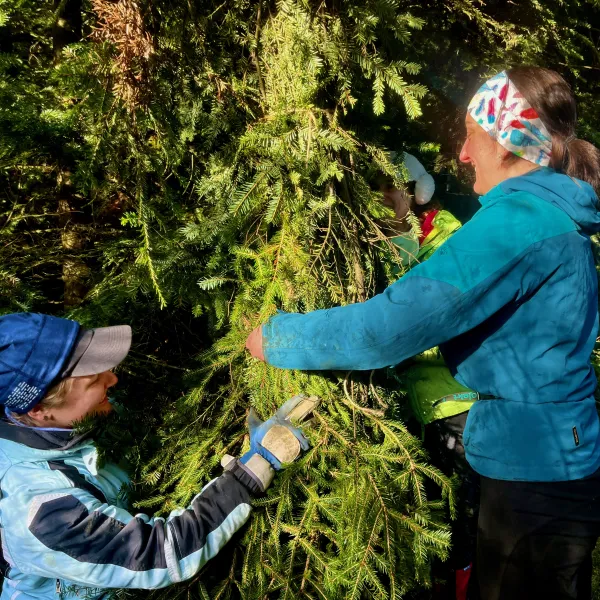 Zwei Frauen binden einem Nadelbaum Zweige um den Stamm