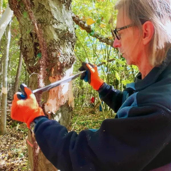 Mann schält im Stehen auf Brusthöhe mit einem Werkzeug die Rinde eines Laubbaumes