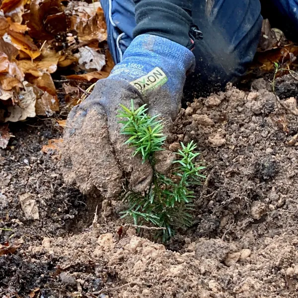 Eine Hand pflanzt eine kleine Eibe in den Waldboden