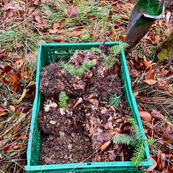 Kiste mit Erde, Laub und sechs Tannenpflänzchen