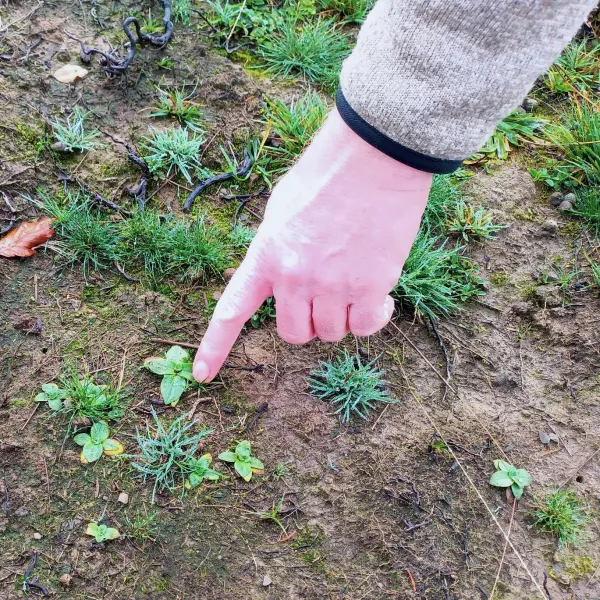 Der Zeigefinger einer Hand zeigt auf eine kleine Pflanze auf einer spärlich bewachsenen Fläche