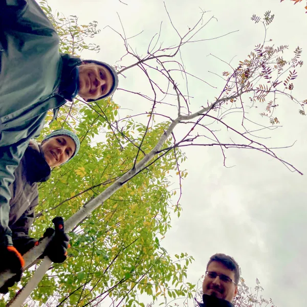 Drei Menschen stehen um eine schlanke junge Vogelbeere