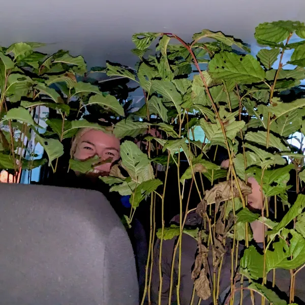 Hinter Grünpflanzen im Inneren eines Autos ist ein Menschengesicht zu erkennen