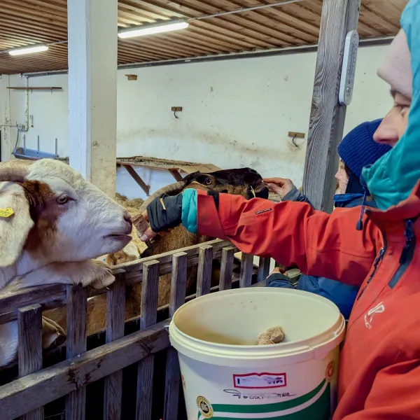 In einem Stille frisst eine Ziege hinter einer Absperrung stehend einem Mensch aus der Hand