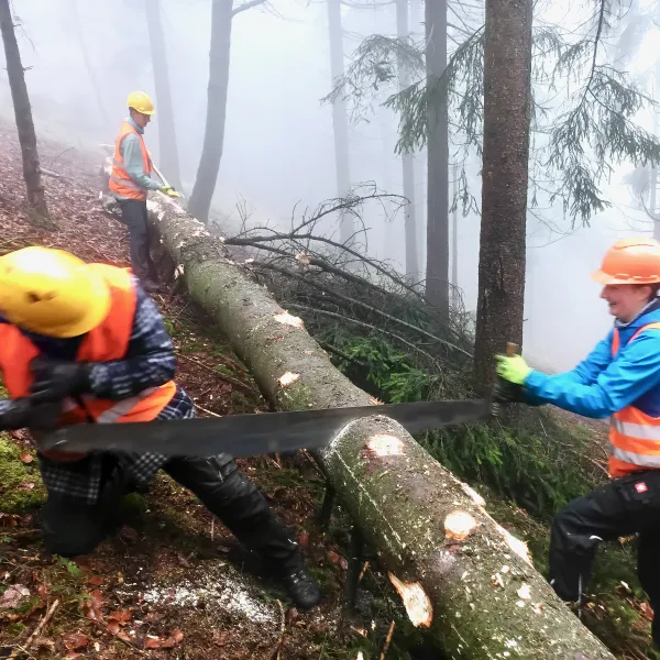 Ein liegender Baumstamm im nebligen Wald wird von zwei Menschen mit der Säge durchgesägt