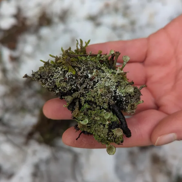 Eine Person hält eine Becherflechte in der Hand