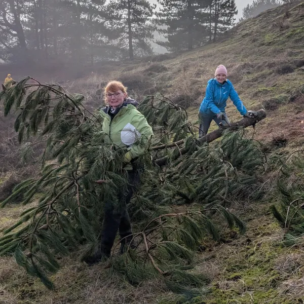 Zwei personen entnehmen Kiefern
