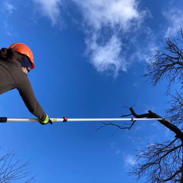 Person schneidet mit Teleskopsäge einen Ast ab