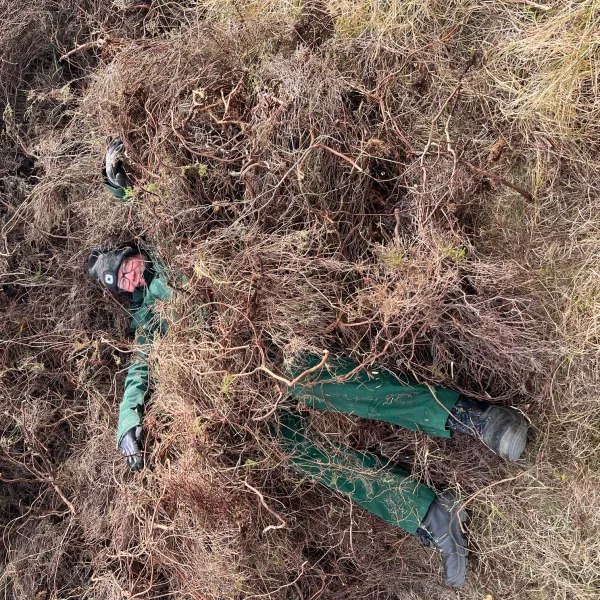 Person liegt in einem Berg aus gezupften toten Heidepflanzen