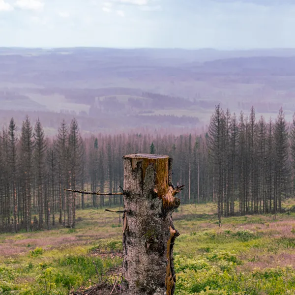 Abgestorbene Bäume in der Landschaft