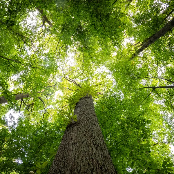 Blick in frühlingsgrüne Baumkronen