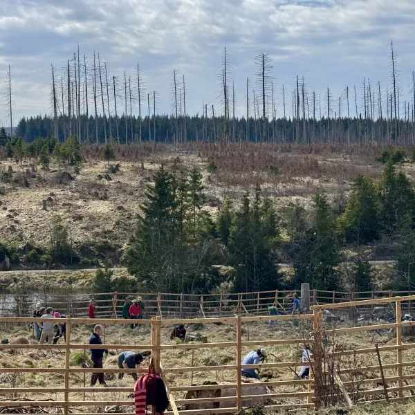 im Vordergrund pflanzende Menschen, im Hintergrund absterbende Fichten