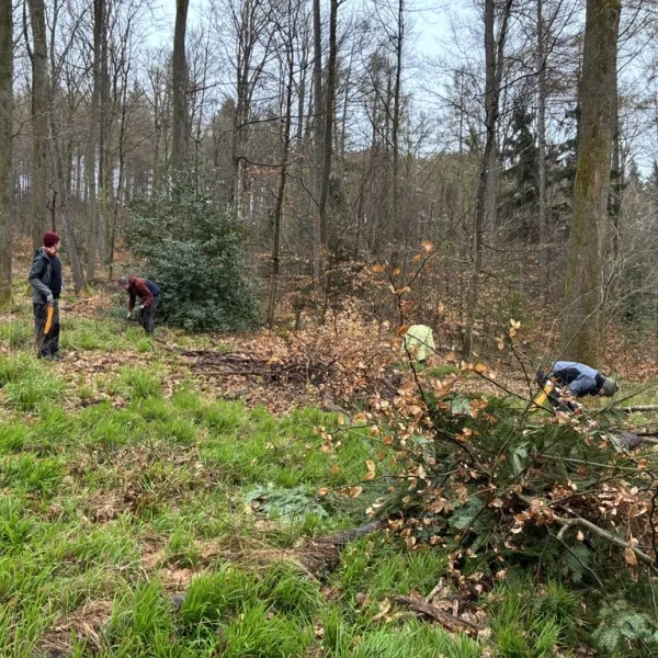 Menschen beid er Waldpflege