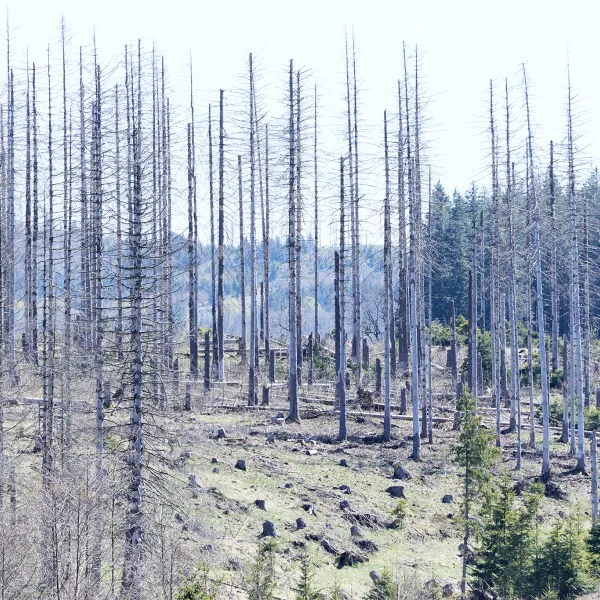 Tote Bäume in Braunlage