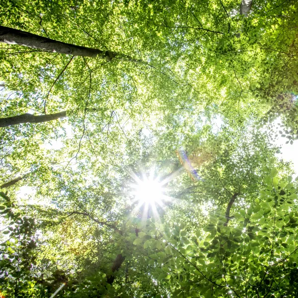Sonne scheint durch die Krone hoher Buchen