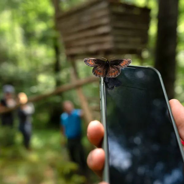 Schmetterling auf Handy im Wald