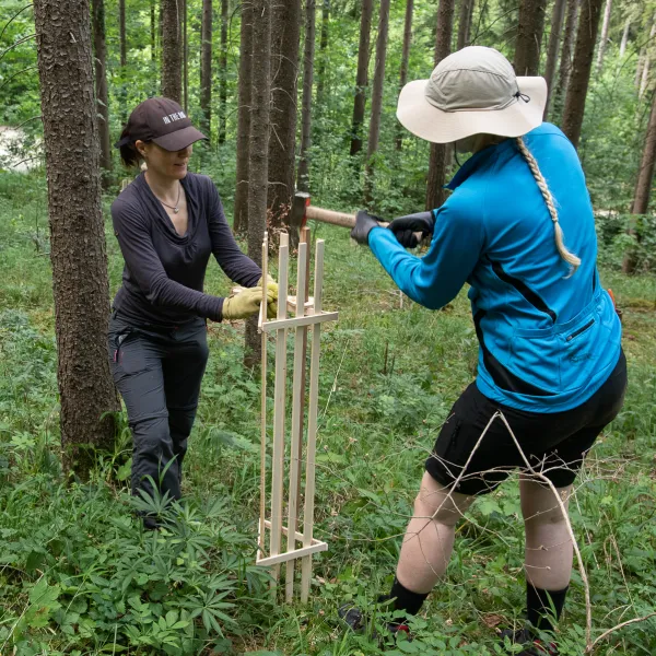 Zwei Frau befestigen eine Holzlattengeflecht in einem Fichtenwald